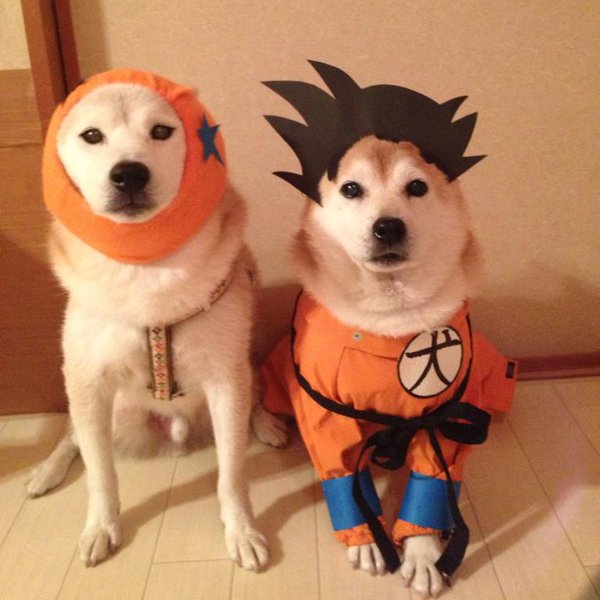 Tạo hình khó đỡ của những chú chó Shiba-inu hóa thân cosplay